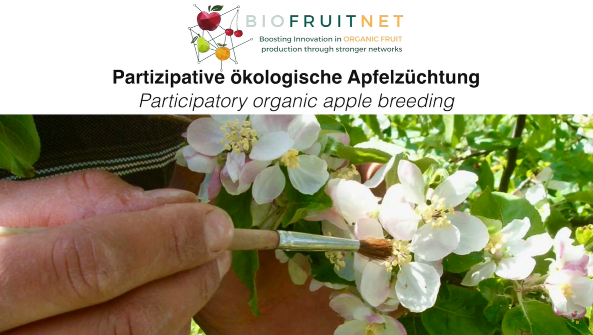 Organic Eprints Participatory apple breeding breeding new varieties on organic fruit farms